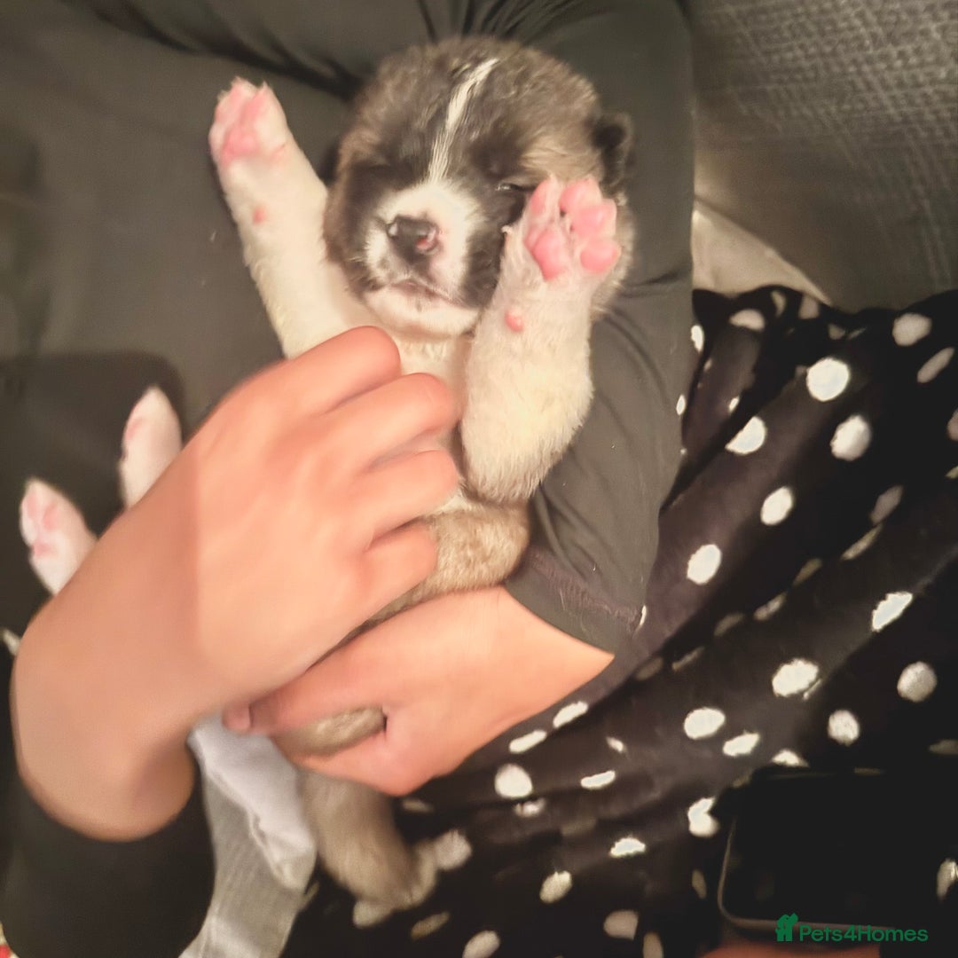 Akita dogs for sale: Quality Family Raised American Akita Puppies - Image 22