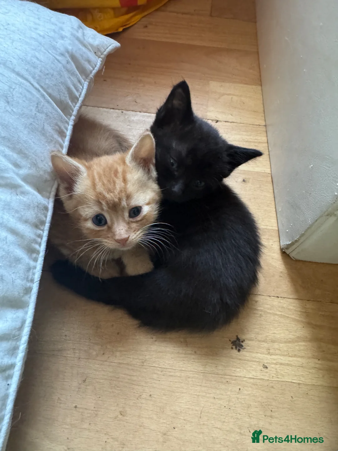 British Shorthair cats for sale: Adorable kittens - Advert 16