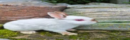 Netherland Dwarf rabbits for sale: 3 young Netherland dwarf rabbits for sale £50 in Manchester - Advert 11