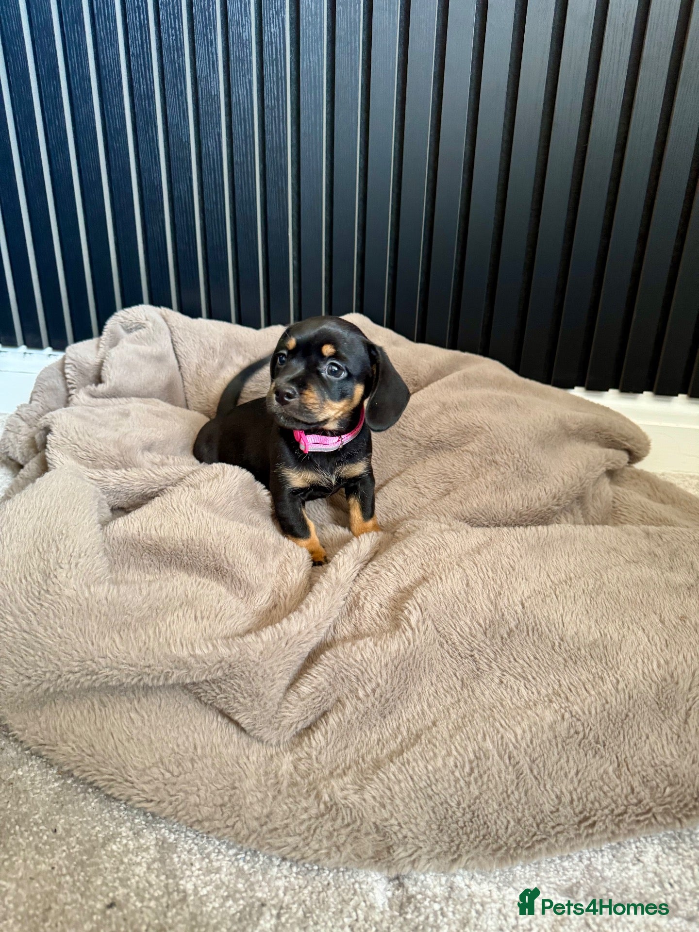 Mixed Breed dogs miniature dachshunds+French bulldog - Advert 11