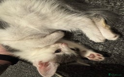 Mixed Breed cats for sale: 2 Grey and White, and 2 Fluffy Grey Kittens - Image 6