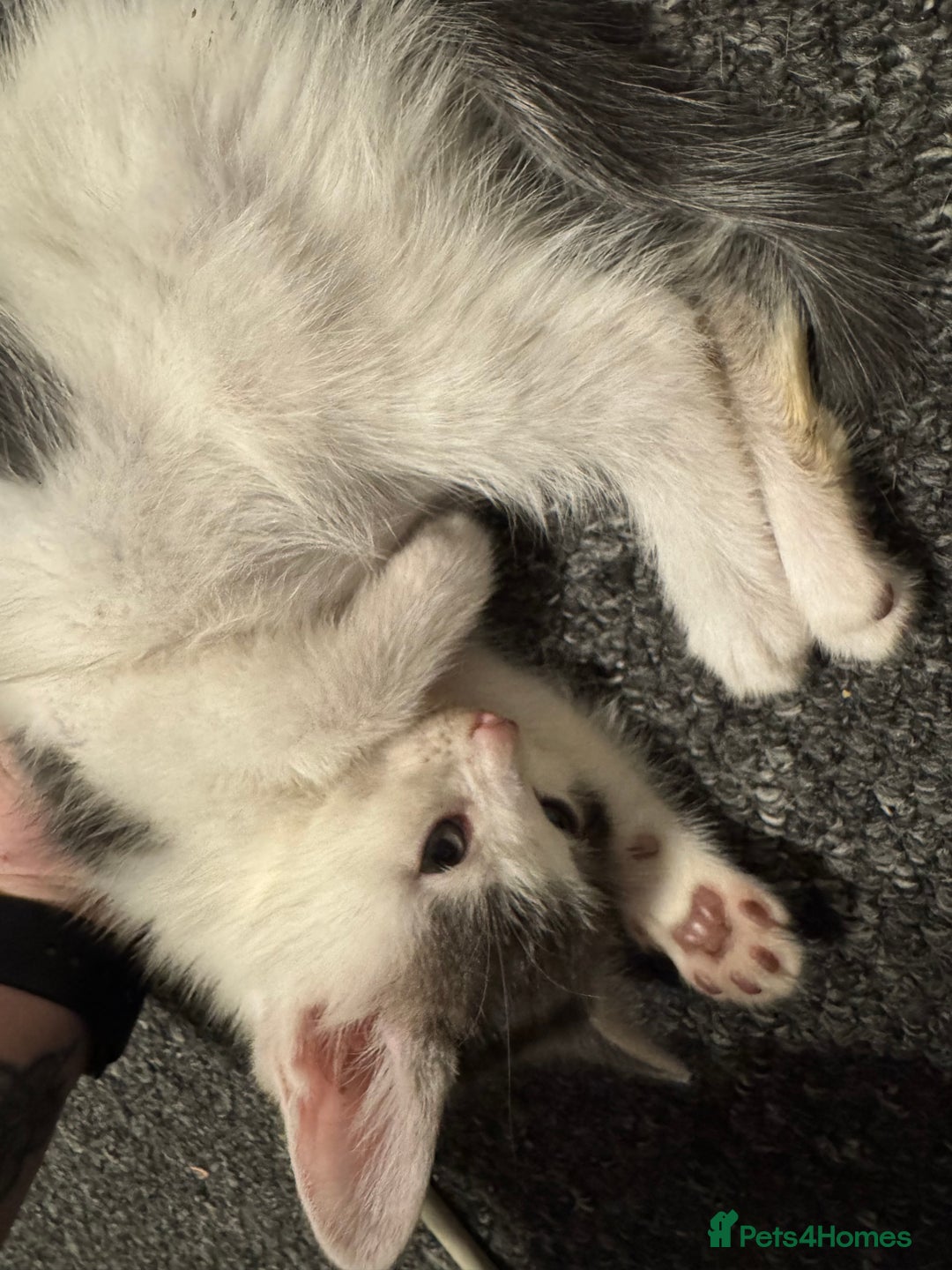 Mixed Breed cats for sale: 2 Grey and White, and 2 Fluffy Grey Kittens - Image 6