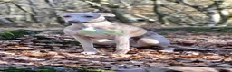 Whippet dogs for sale: Whippet puppies  - Advert 11