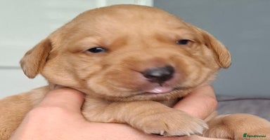 Labrador Retriever dogs - Advert 6