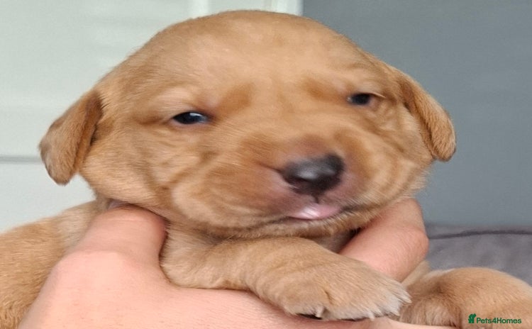 Labrador Retriever dogs - Advert 6