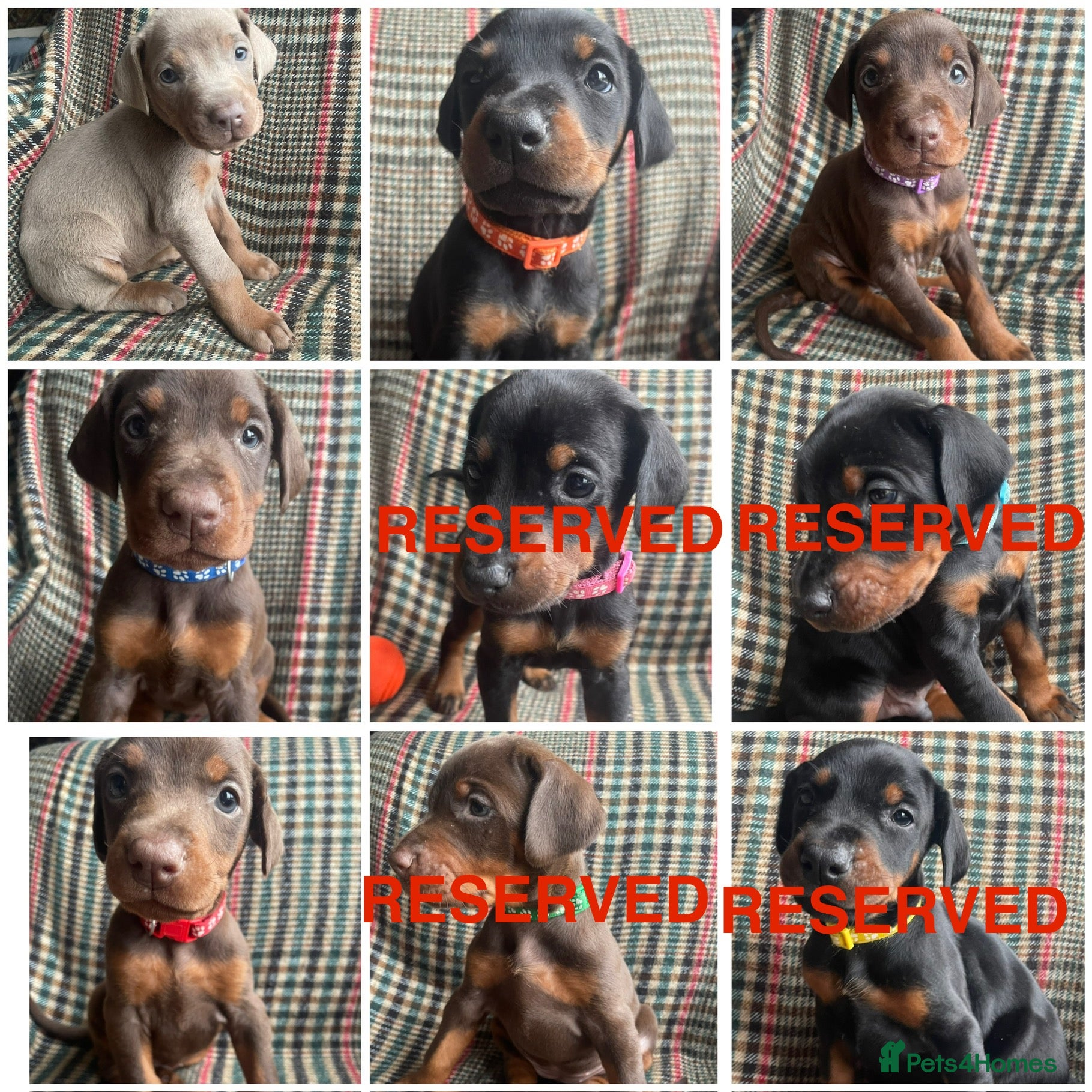 Dobermann dogs dobermann pinscher - Advert 7