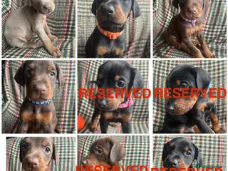 Dobermann dogs dobermann pinscher - Advert 7