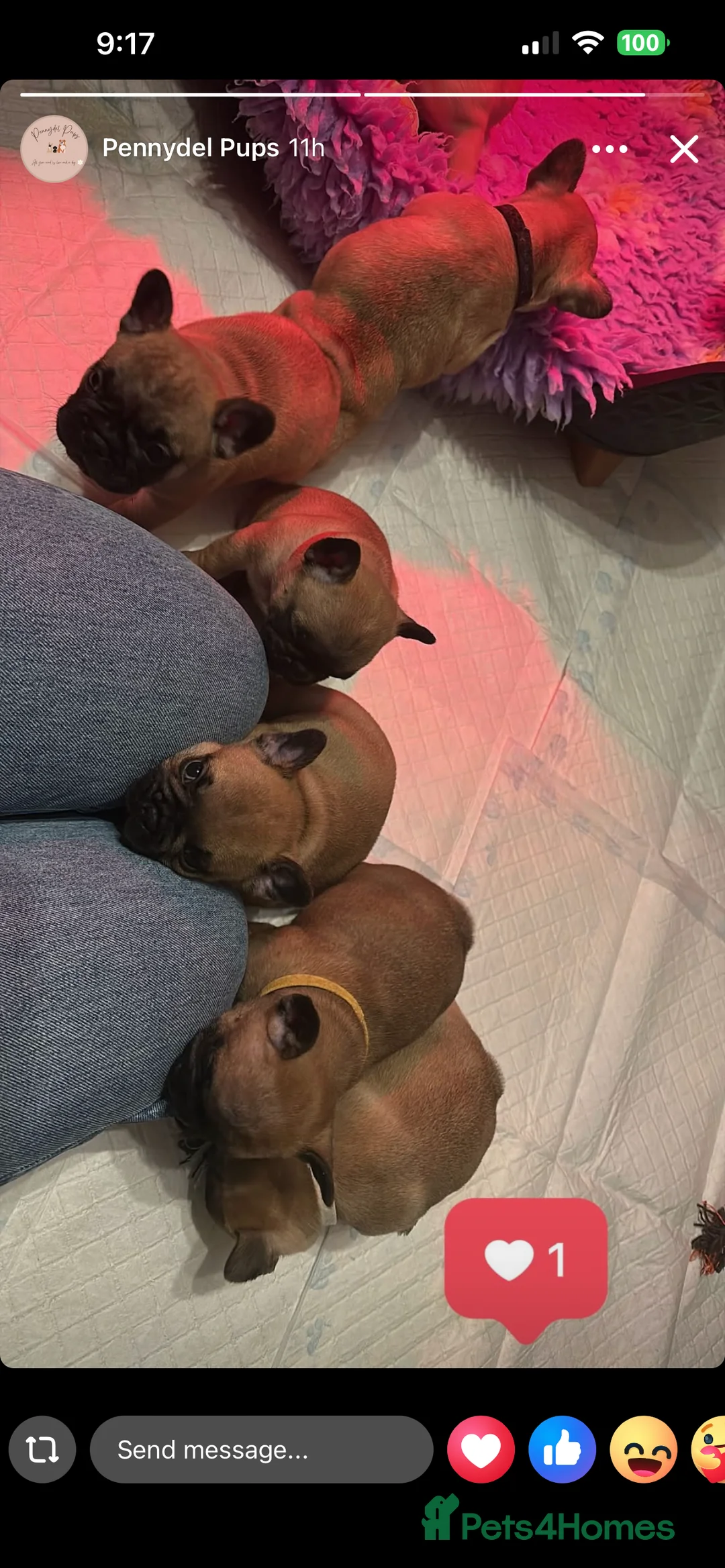 French Bulldog dogs for stud: Mani standard red silver fbce RFG 1  in Edinburgh - Advert 36