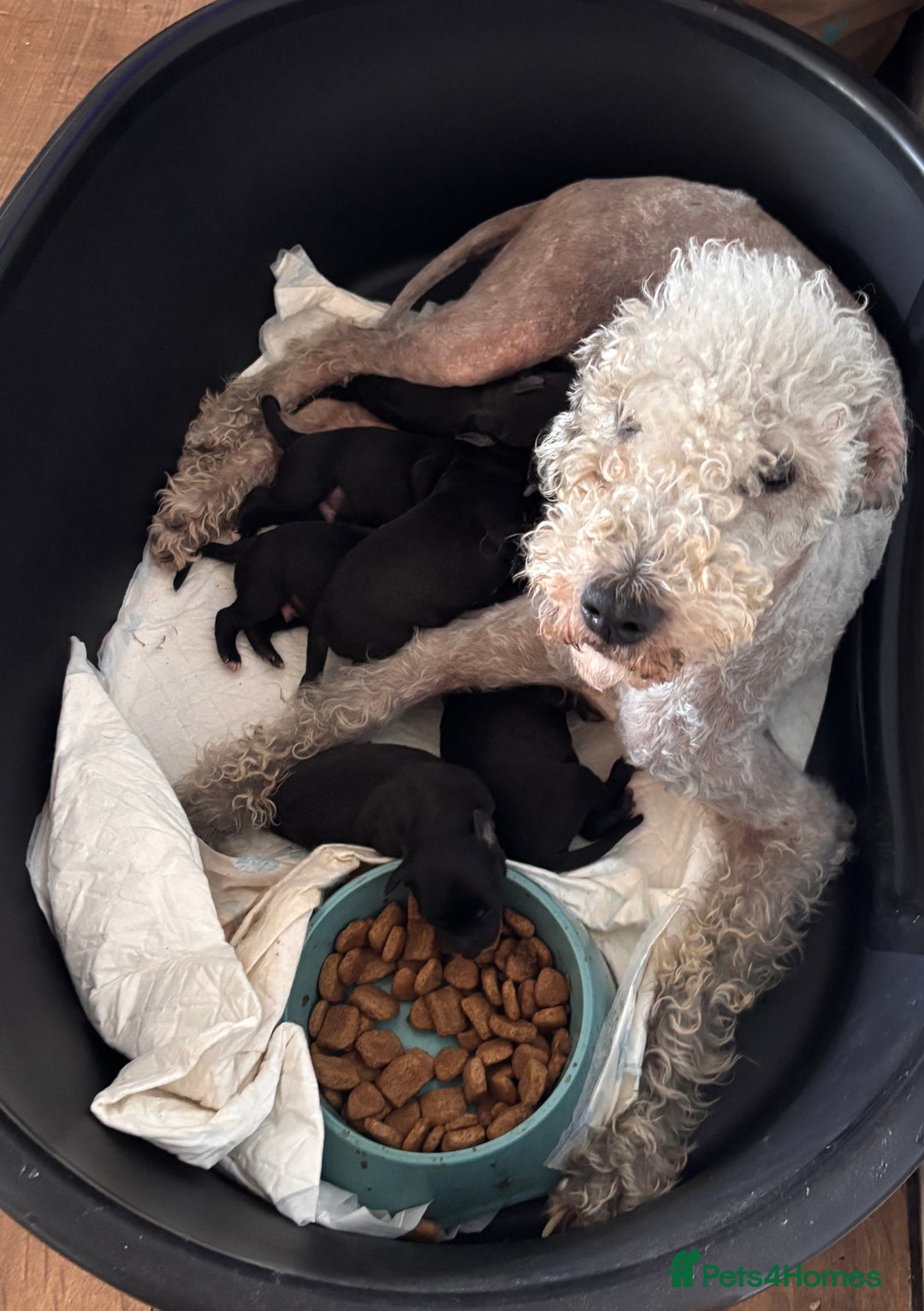 Mixed Breed dogs for sale: Bedlington x whippet puppies  - Image 5