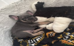 French Bulldog dogs for sale: 2 puppies remaining - French Bulldog puppies  - Image 4
