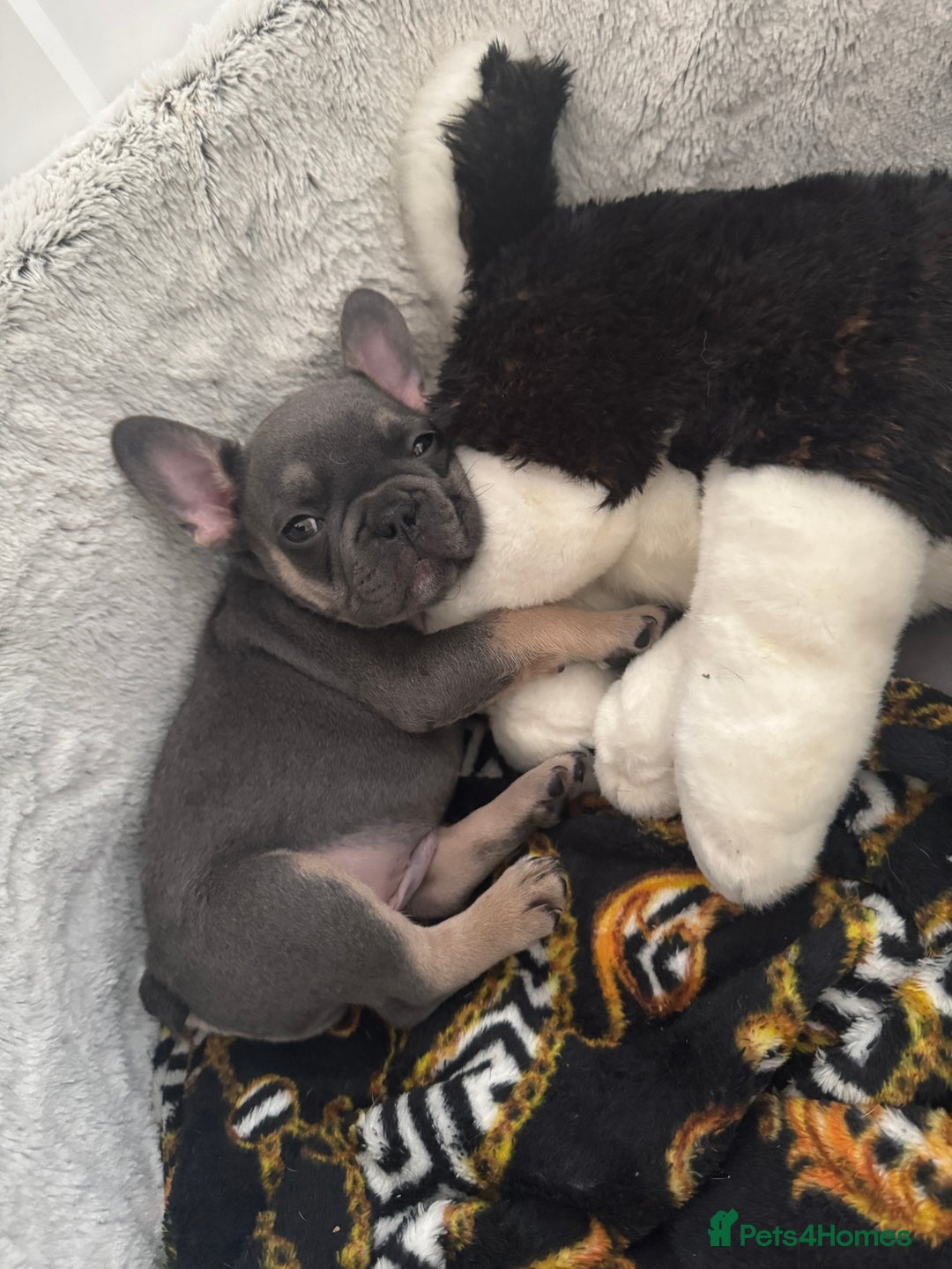 French Bulldog dogs for sale: 2 puppies remaining - French Bulldog puppies  - Image 4