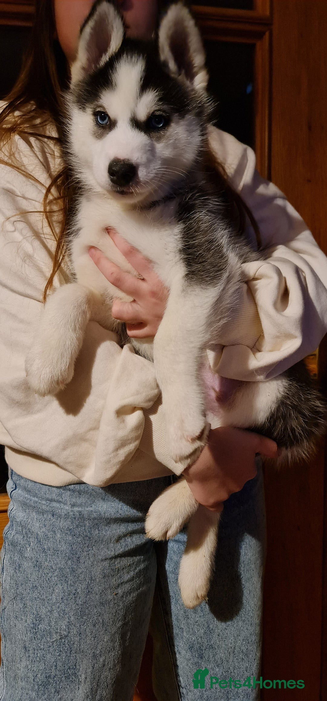 Siberian Husky dogs for sale: Ready now Siberian husky puppies  - Advert 2