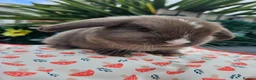 Mini Lop rabbits for sale: Chocolate vm mini lop - Advert 3