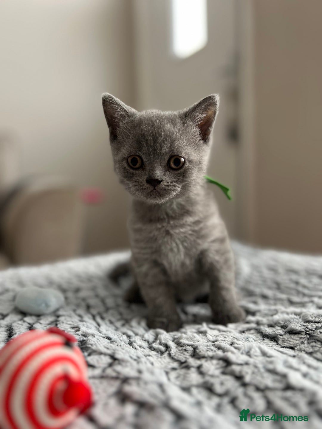 British Shorthair cats for sale: Beautiful British Shorthair Kittens - Image 9