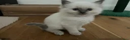 Birman cats for sale: Beautiful Blue Point Birman-Ragdoll Kittens in Leicester - Advert 11
