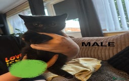 British Shorthair cats for sale: Beautiful Lively Kittens   - Image 9