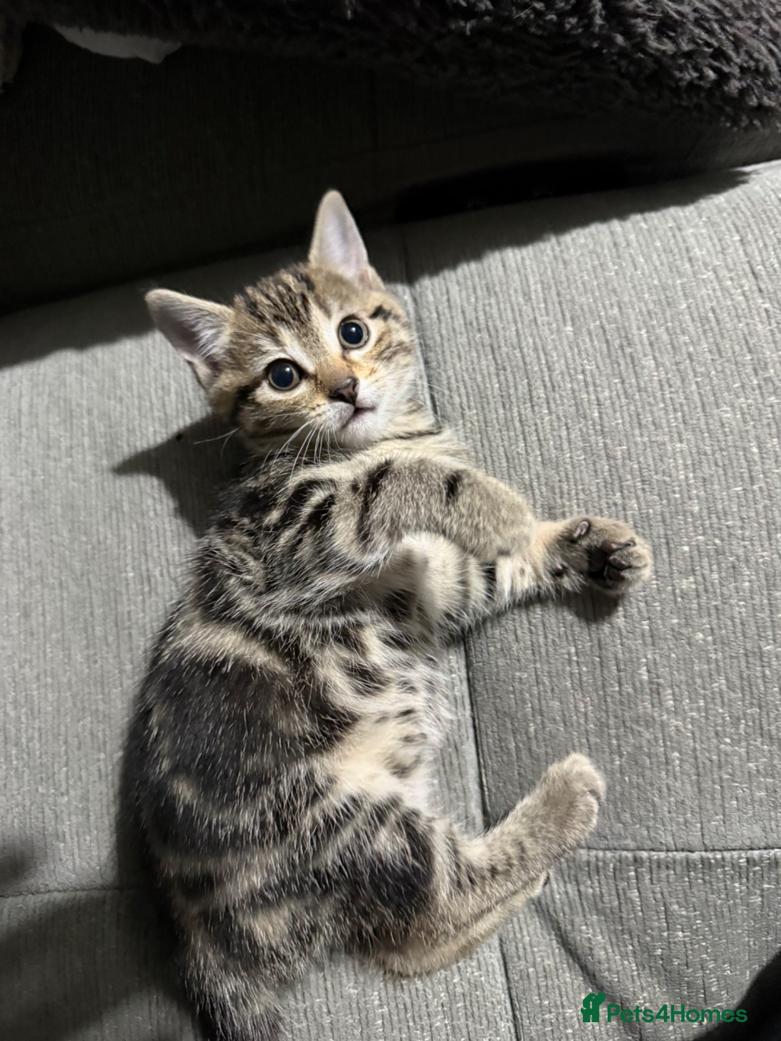 Mixed Breed cats Adorable shorthair Kittens looking for new home  - Advert 2