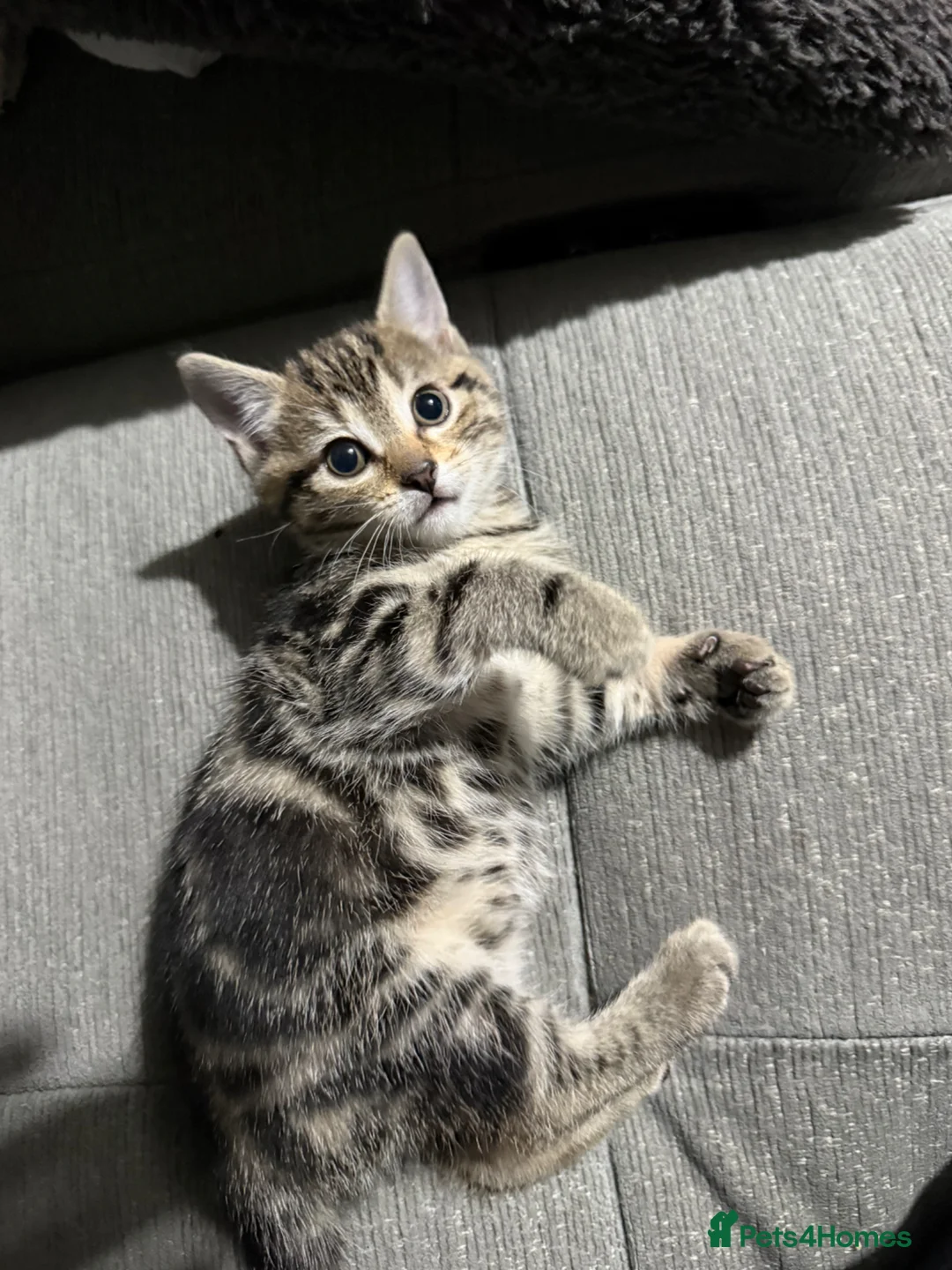 Mixed Breed cats for sale: Adorable shorthair Kittens looking for new home  - Advert 2
