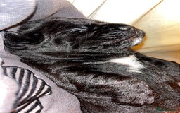 American Bully dogs for sale: RARE FLUFFY POCKET BULLIES - Image 13