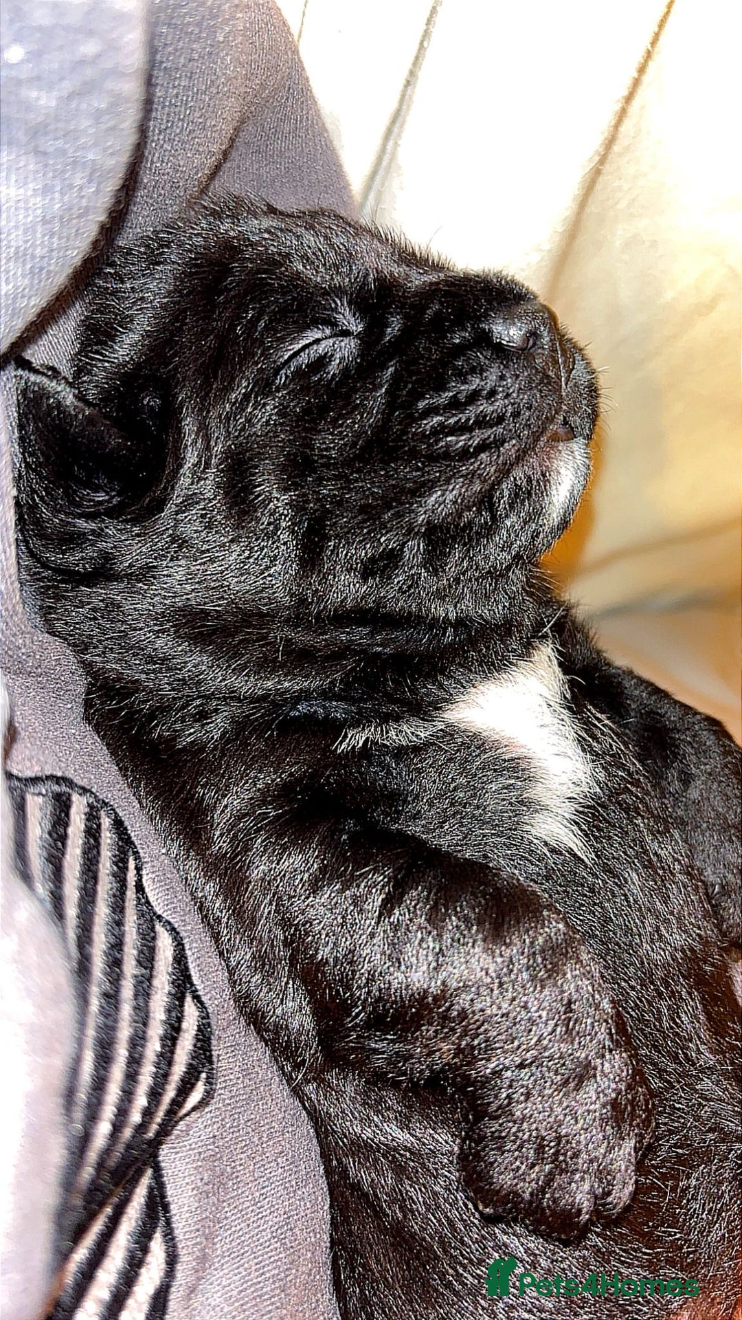 American Bully dogs for sale: RARE FLUFFY POCKET BULLIES - Image 13