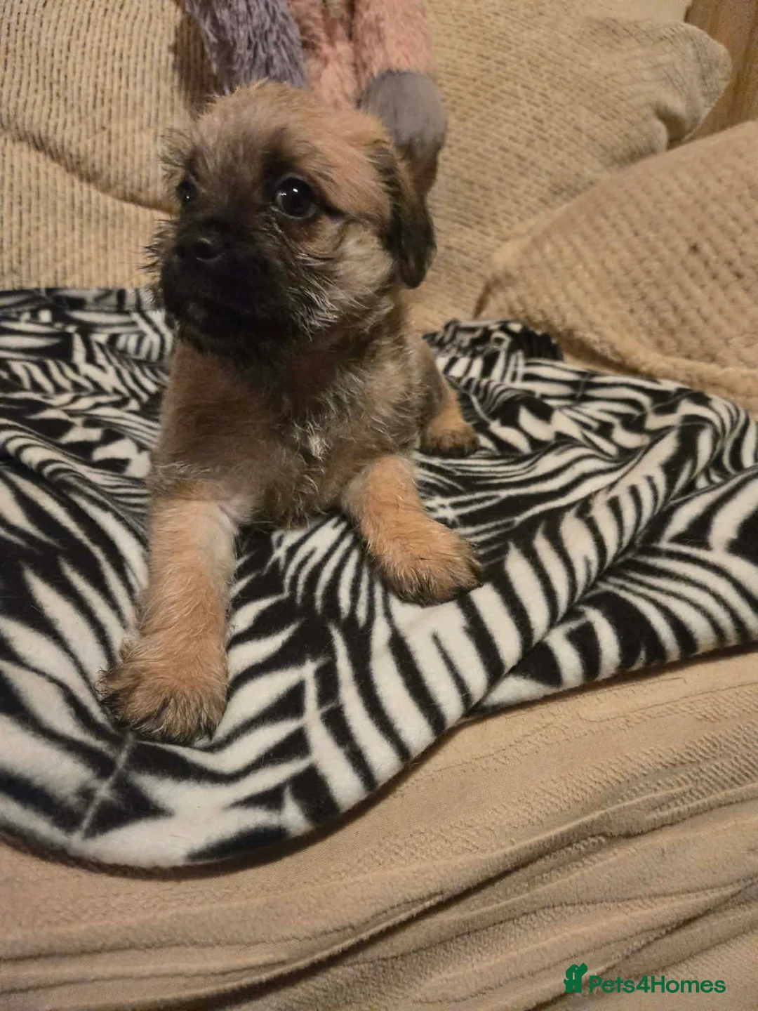 Mixed Breed dogs for sale: Cavachon x jug pups for sale ready now  - Advert 13