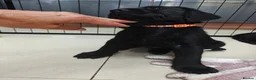 Labrador Retriever dogs for sale: Mr Orange – Gorgeous Black Labrador Boy - Advert 24