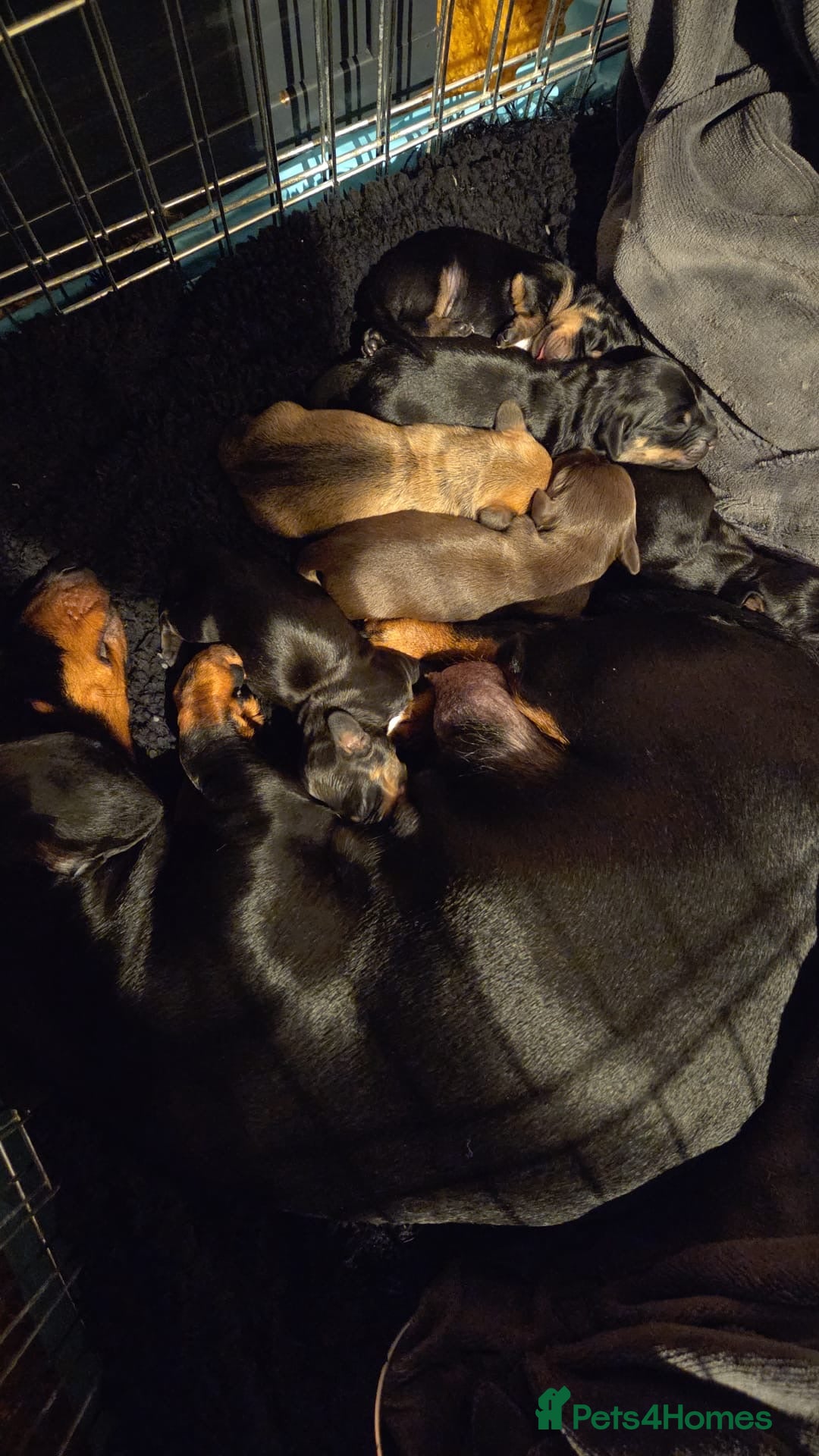 Dachshund dogs Dacshaunds puppies  - Advert 6