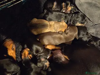 Dachshund dogs Dacshaunds puppies - Advert 6