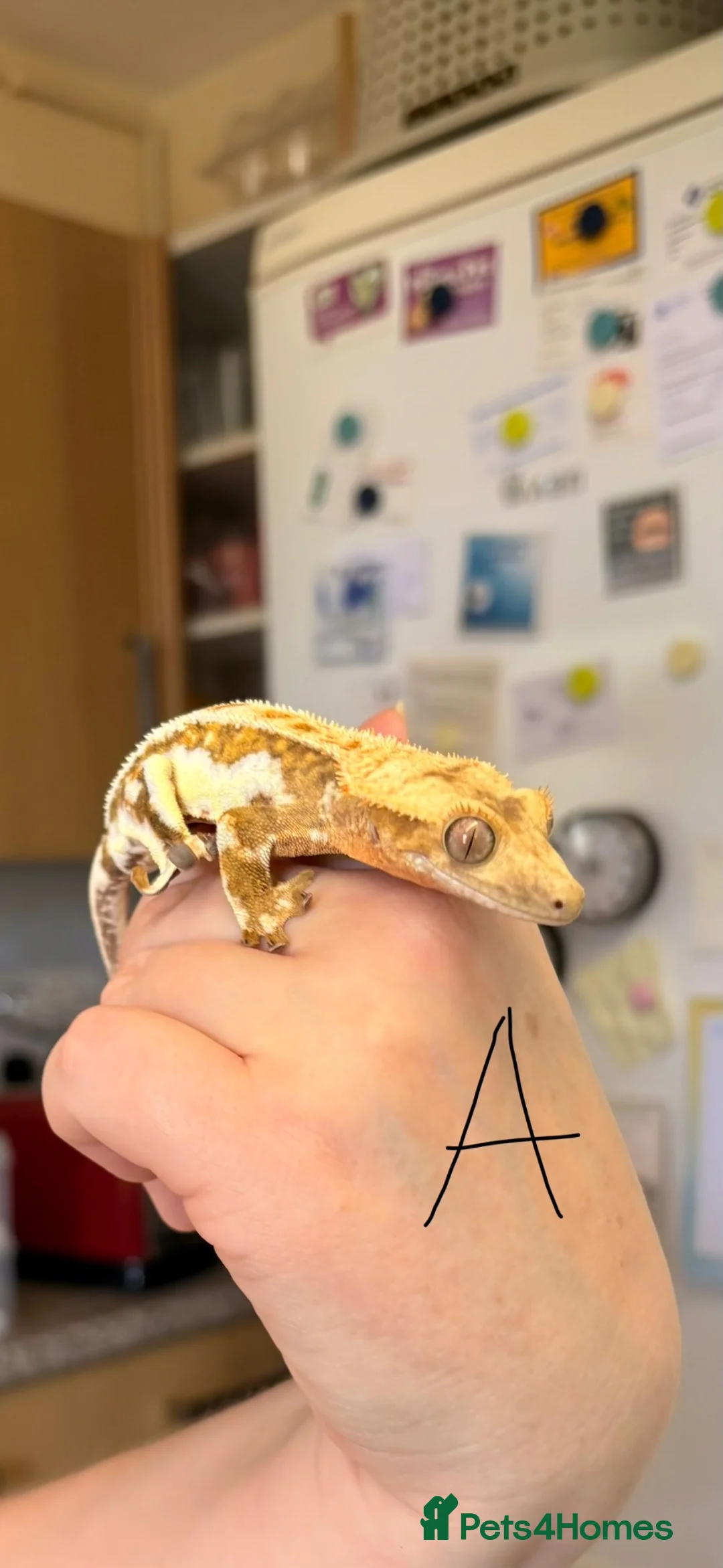 Gecko reptiles for sale: Crested geckos gargoyle geckos various - Advert 1