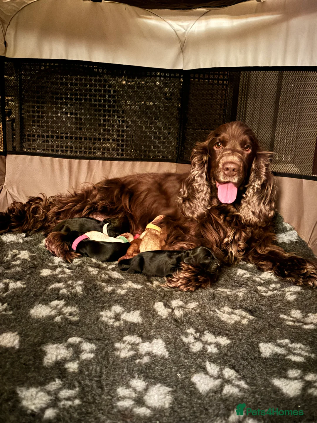 Cockapoo dogs for sale: Beautiful health tested F1 Cockapoo puppies in Tunbridge Wells - Advert 2