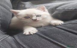Ragdoll cats for sale: ONE GIRL LEFT! CUDDLY RAGDOLL-PERSIAN KITTENS - Image 23