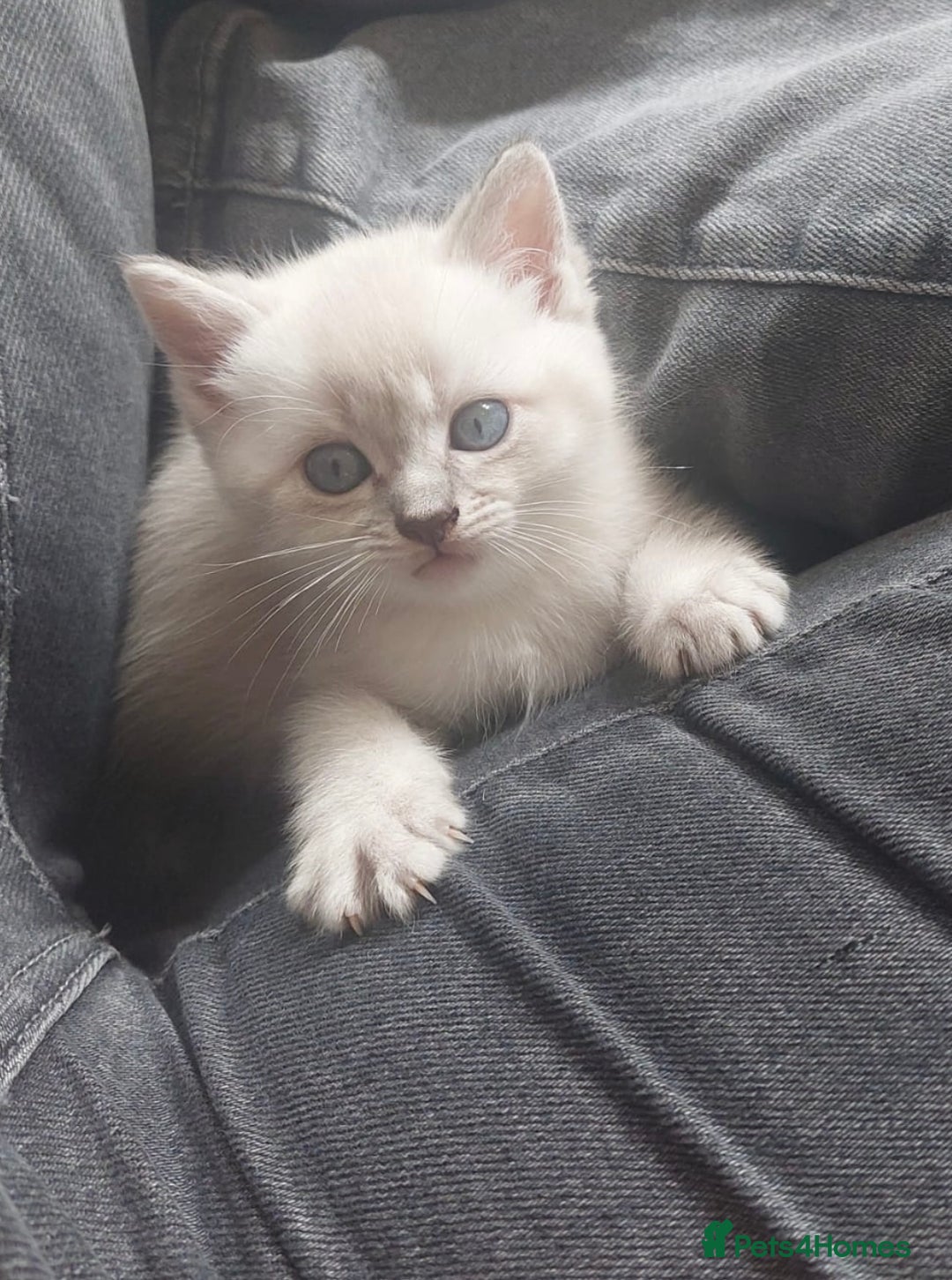 Ragdoll cats for sale: ONE GIRL LEFT! CUDDLY RAGDOLL-PERSIAN KITTENS - Image 23