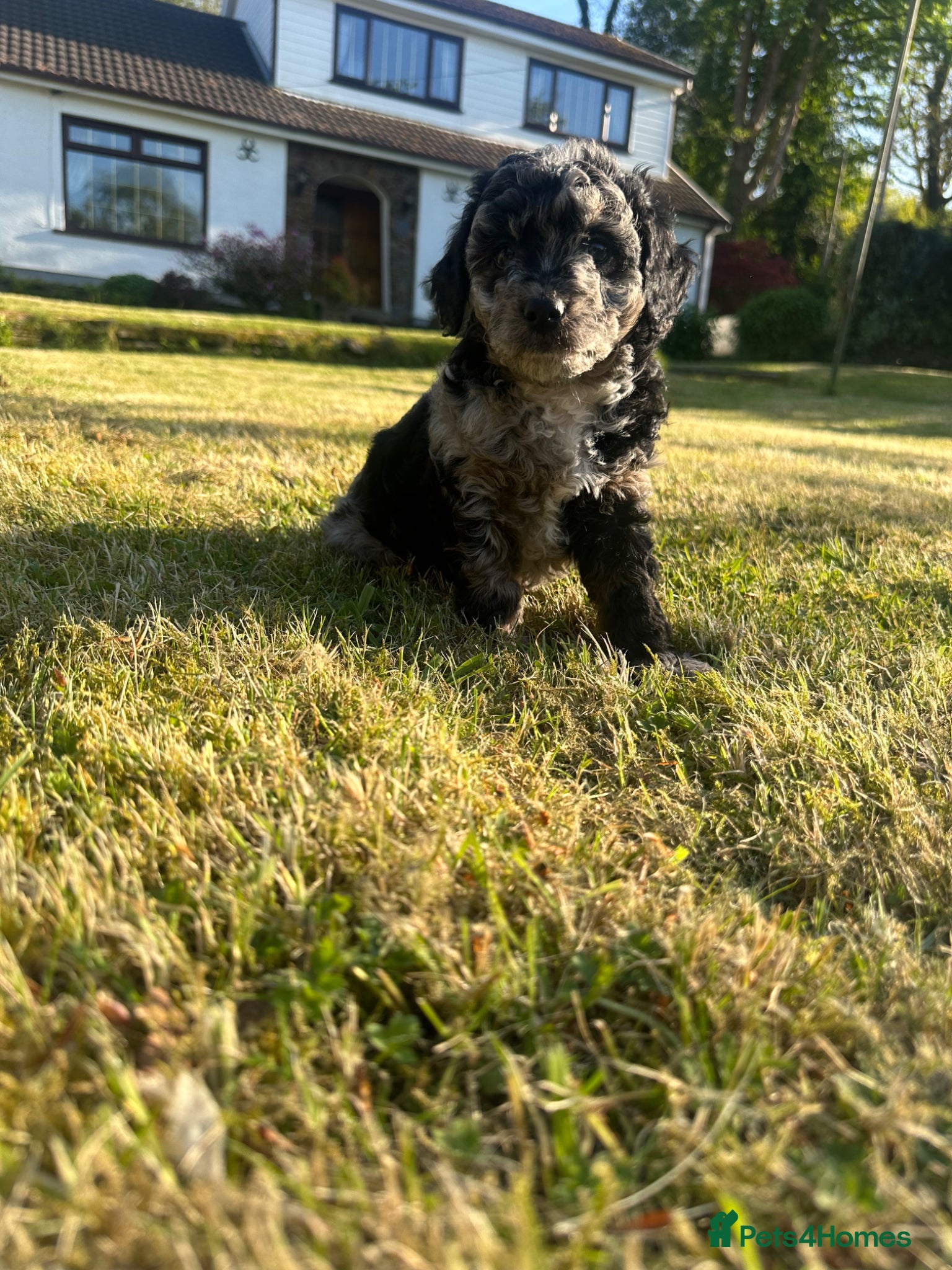 Cavapoo dogs F1B Cavapoo puppies 🐶 - Advert 1