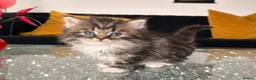 Persian cats for sale: Persian Kitten For Sale in Wembley - Advert 3