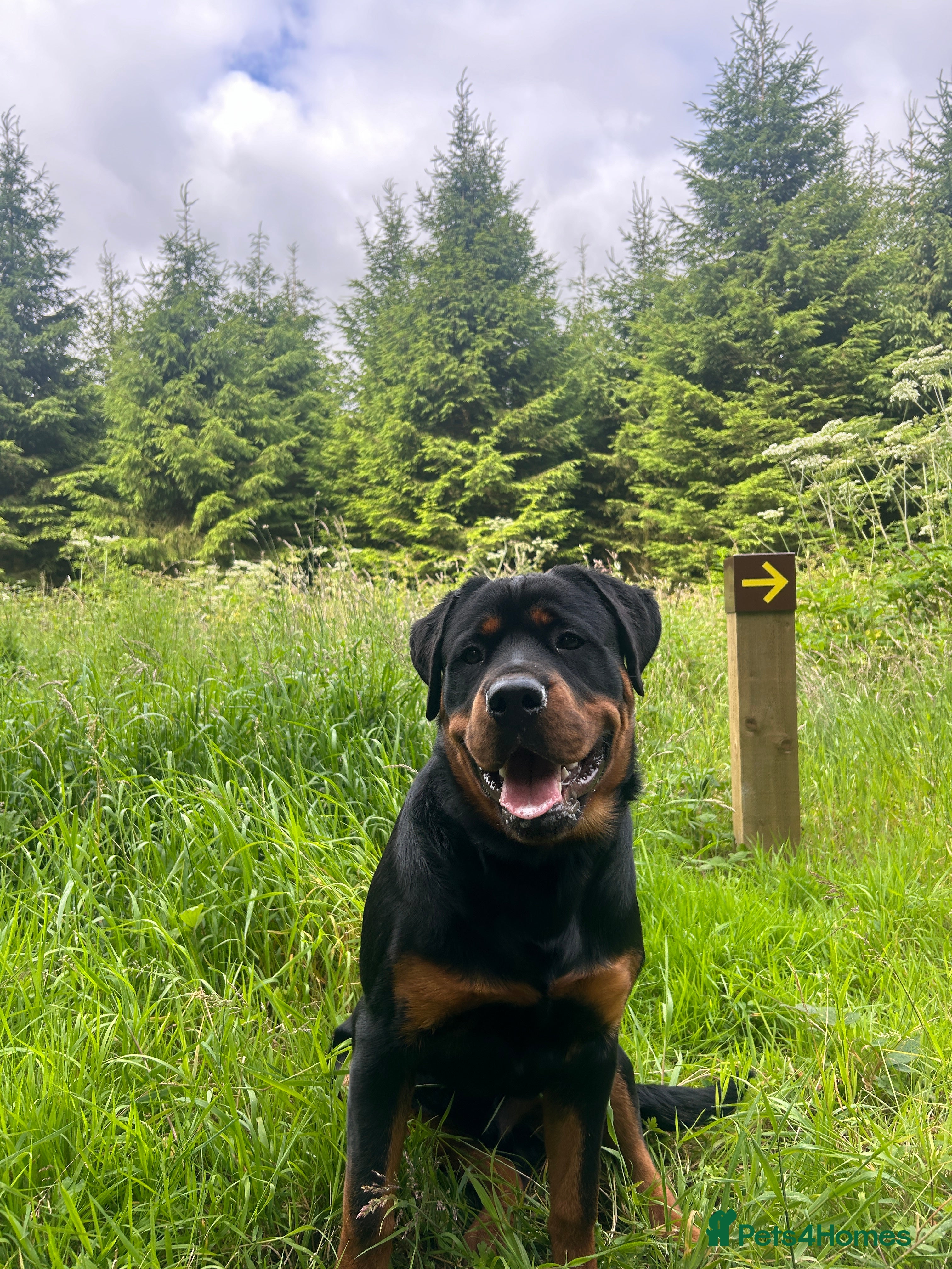 Rottweiler dogs Rottweiler for stud - Advert 1