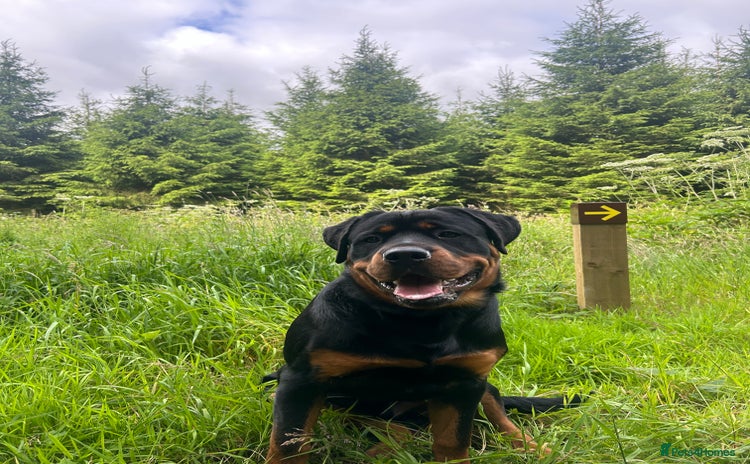 Rottweiler dogs - Advert 1