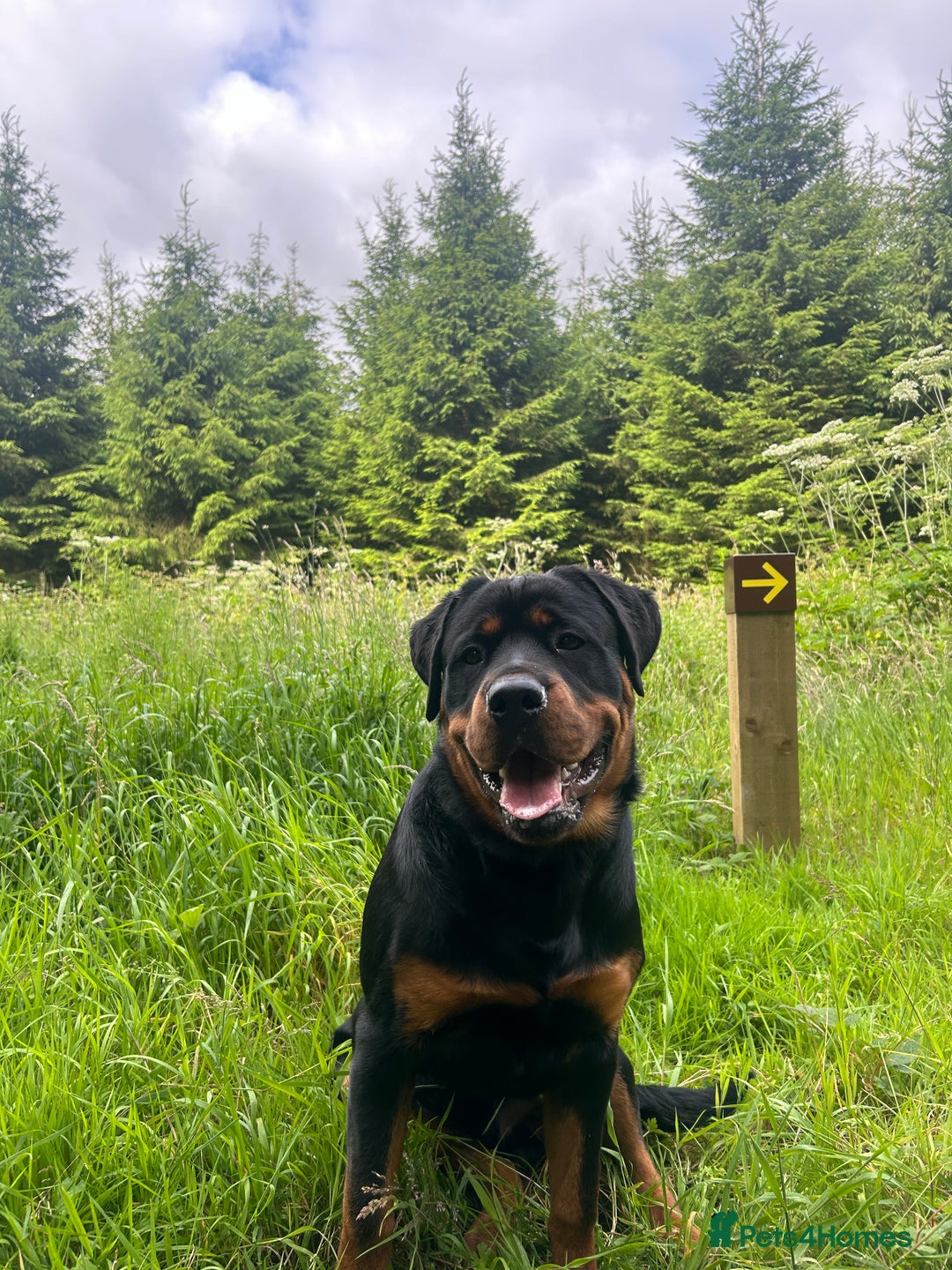 Rottweiler dogs for stud: Rottweiler for stud - Advert 1