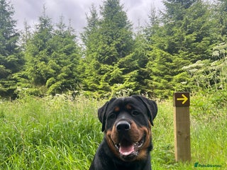 Rottweiler dogs Rottweiler for stud - Advert 13