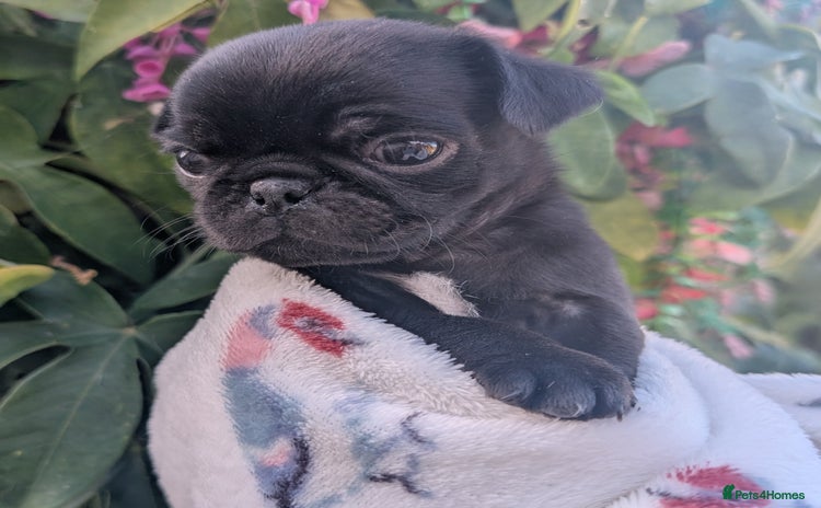 Pug dogs - Advert 1