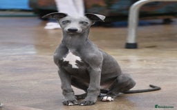 Whippet dogs for sale: Stunning quality blue whippets  - Image 19