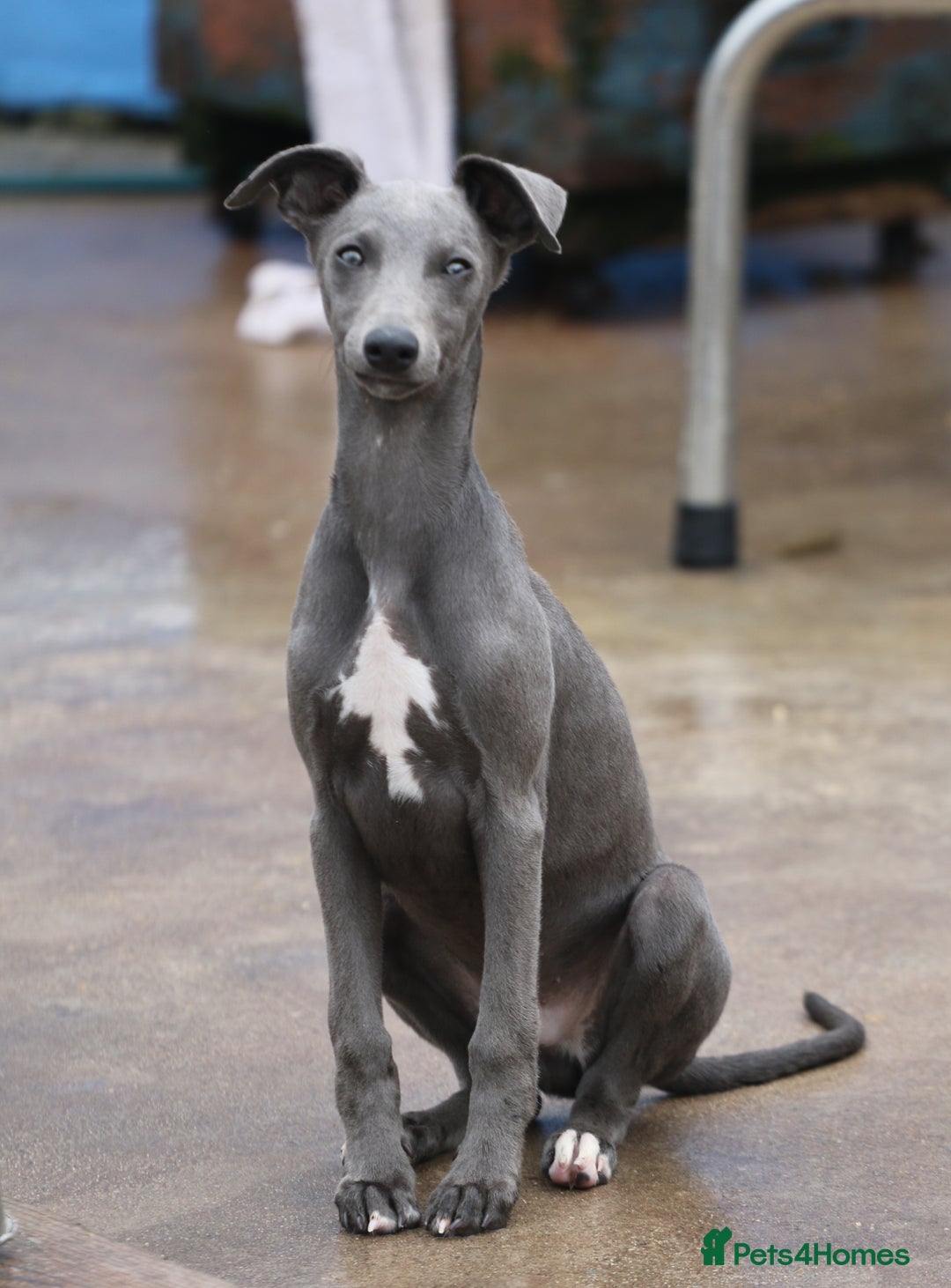 Whippet dogs for sale: Stunning quality blue whippets  - Image 19