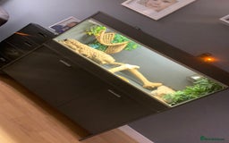 Dragon reptiles for sale: Mia the Beautiful bearded dragon  - Image 11