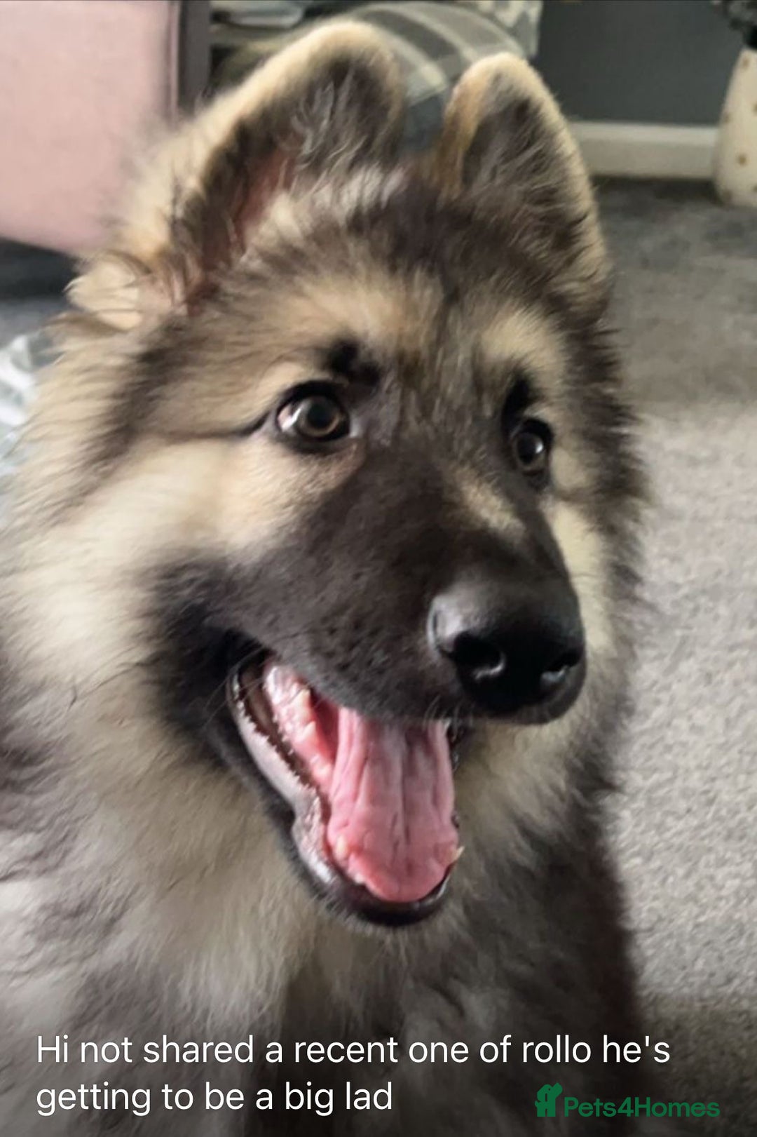German Shepherd dogs for stud: Blue kc gsd stud  in Oldham - Image 21