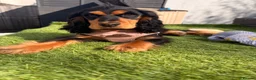Cocker Spaniel dogs for sale: Cocker spaniel puppy - show type. - Advert 4