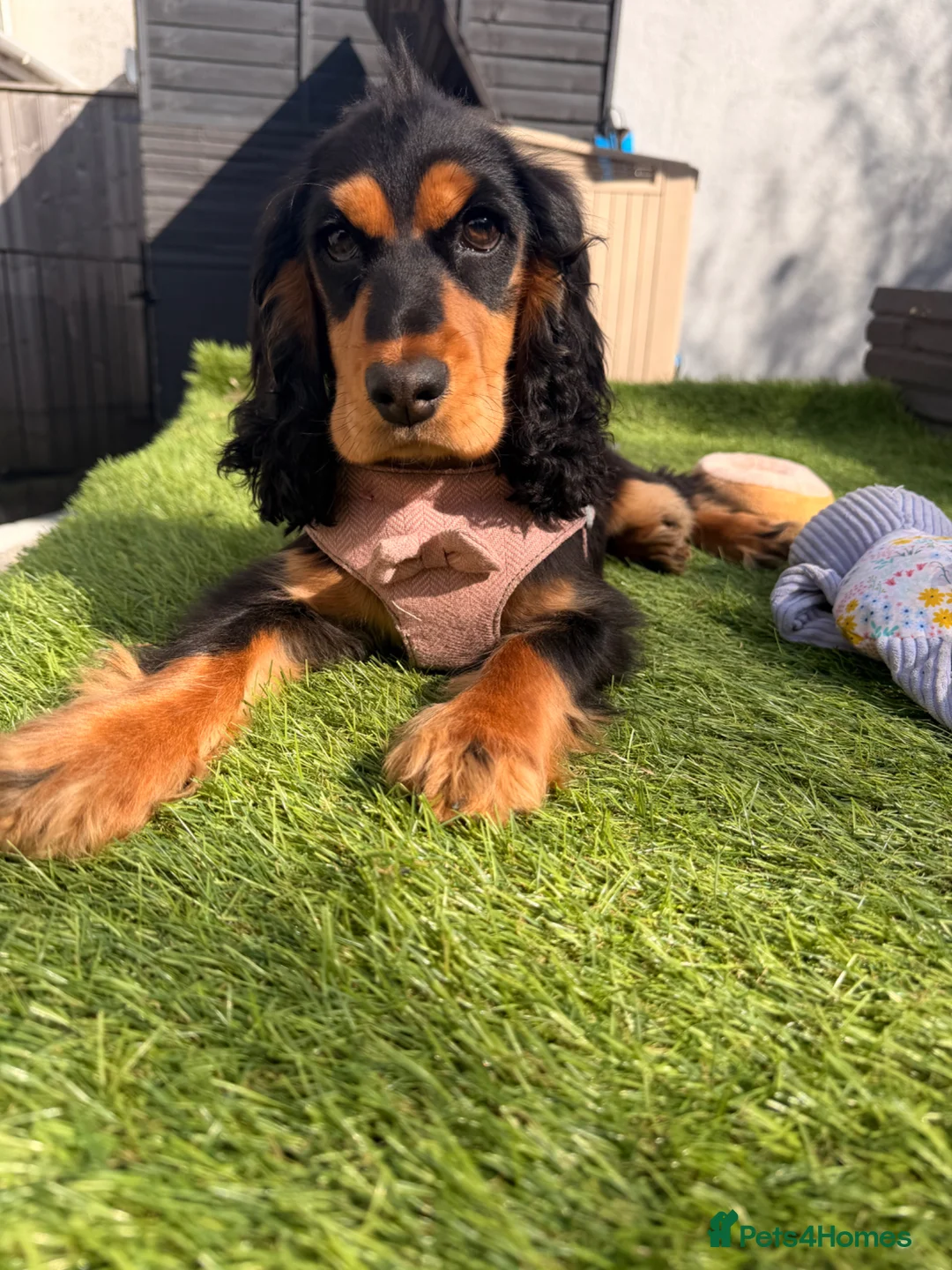 Cocker Spaniel dogs for sale: Cocker spaniel puppy - show type. - Advert 4