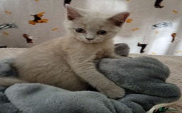 British Shorthair cats for sale: ⭐GCCF CHAMPION LINES BSH KITTENS  in Grimsby - Image 6