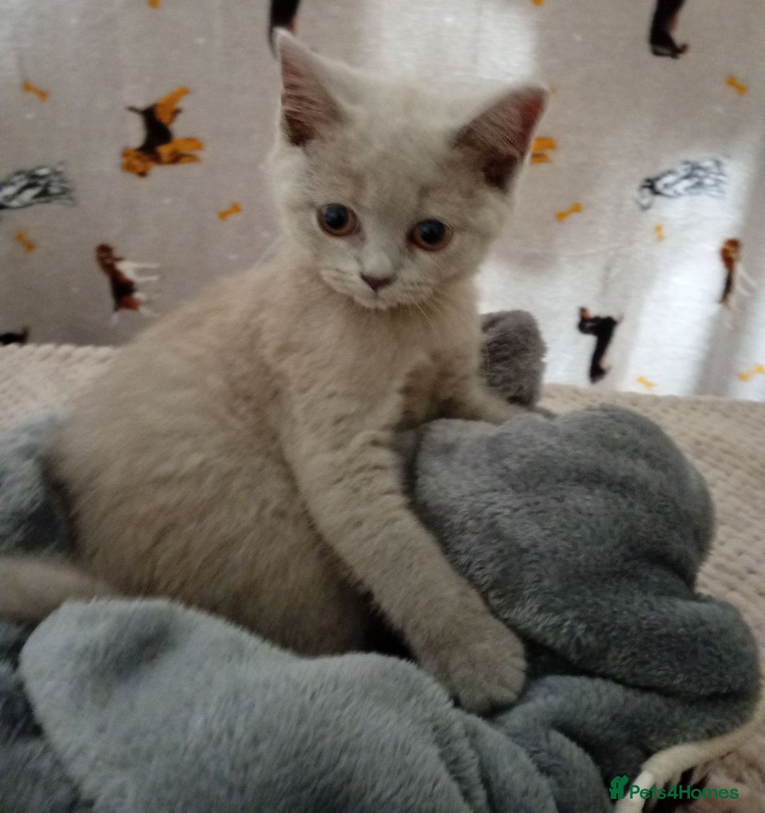 British Shorthair cats for sale: ⭐GCCF CHAMPION LINES BSH KITTENS  in Grimsby - Image 6