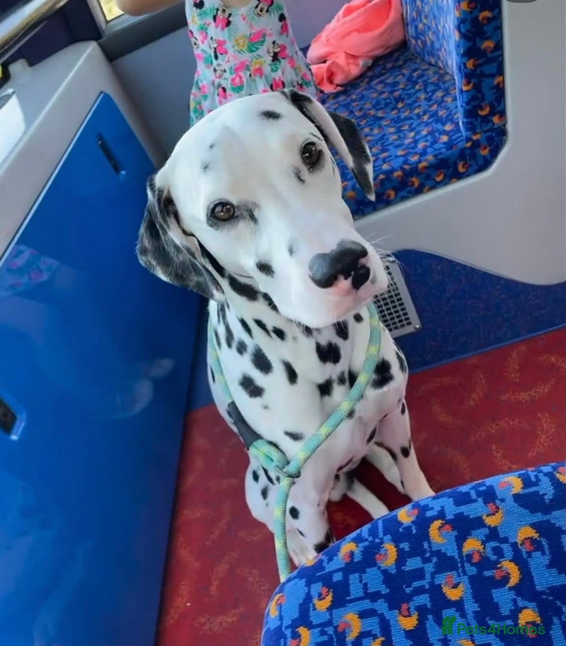 Dalmatian dogs Blue is looking for his second home *please read* - Advert 1