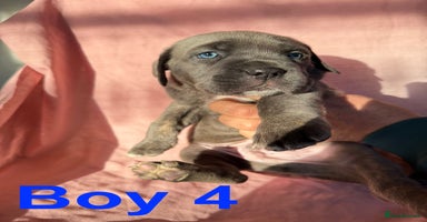 Cane Corso dogs - Advert 11