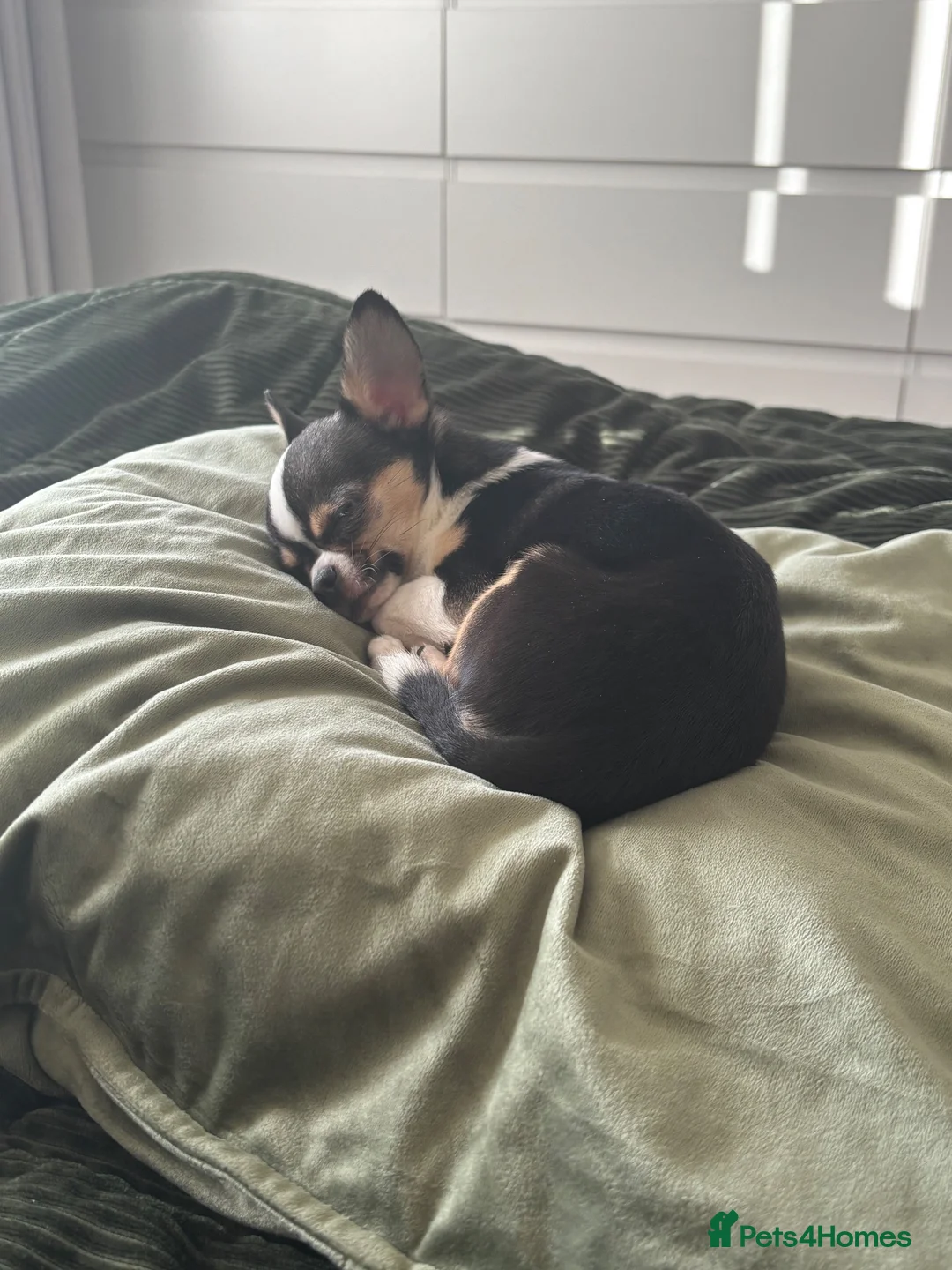 Chihuahua dogs for stud:  **  chihuahua 1.5kg stud TED in Barnsley - Advert 8